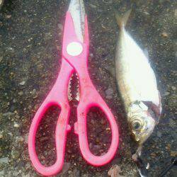 サバ～アジ～アジ～